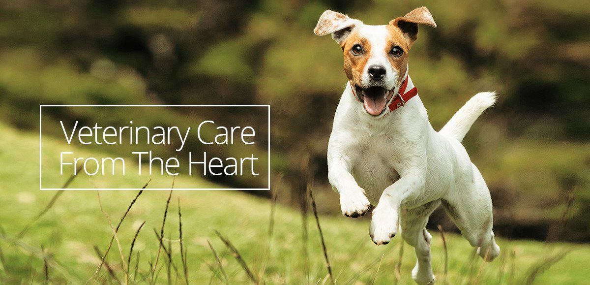 Veterinarians in Yorktown York Veterinary Hospital Local Vets in Yorktown, VA 23692